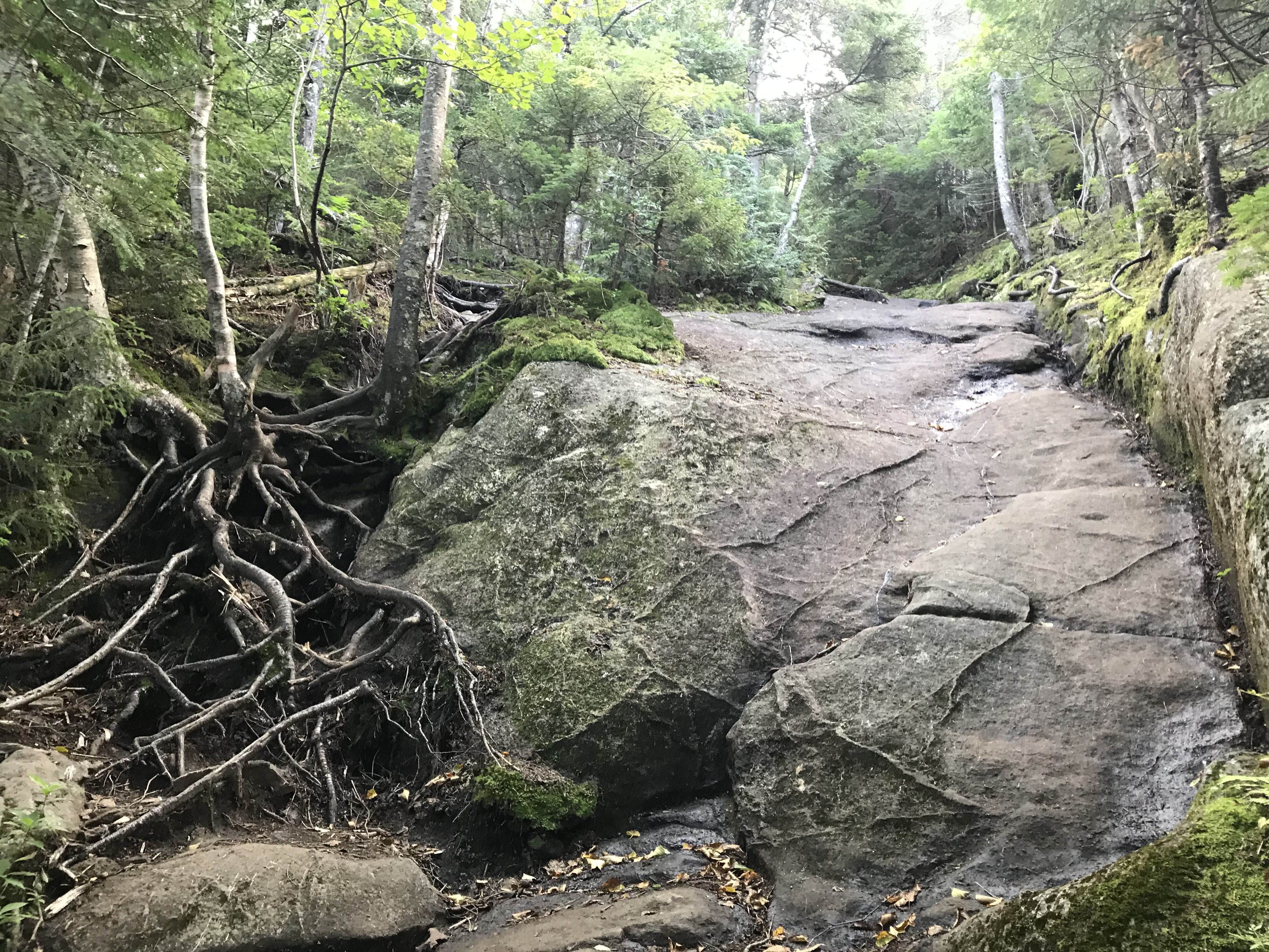 Rock Slide:Tree Routes growing over trail