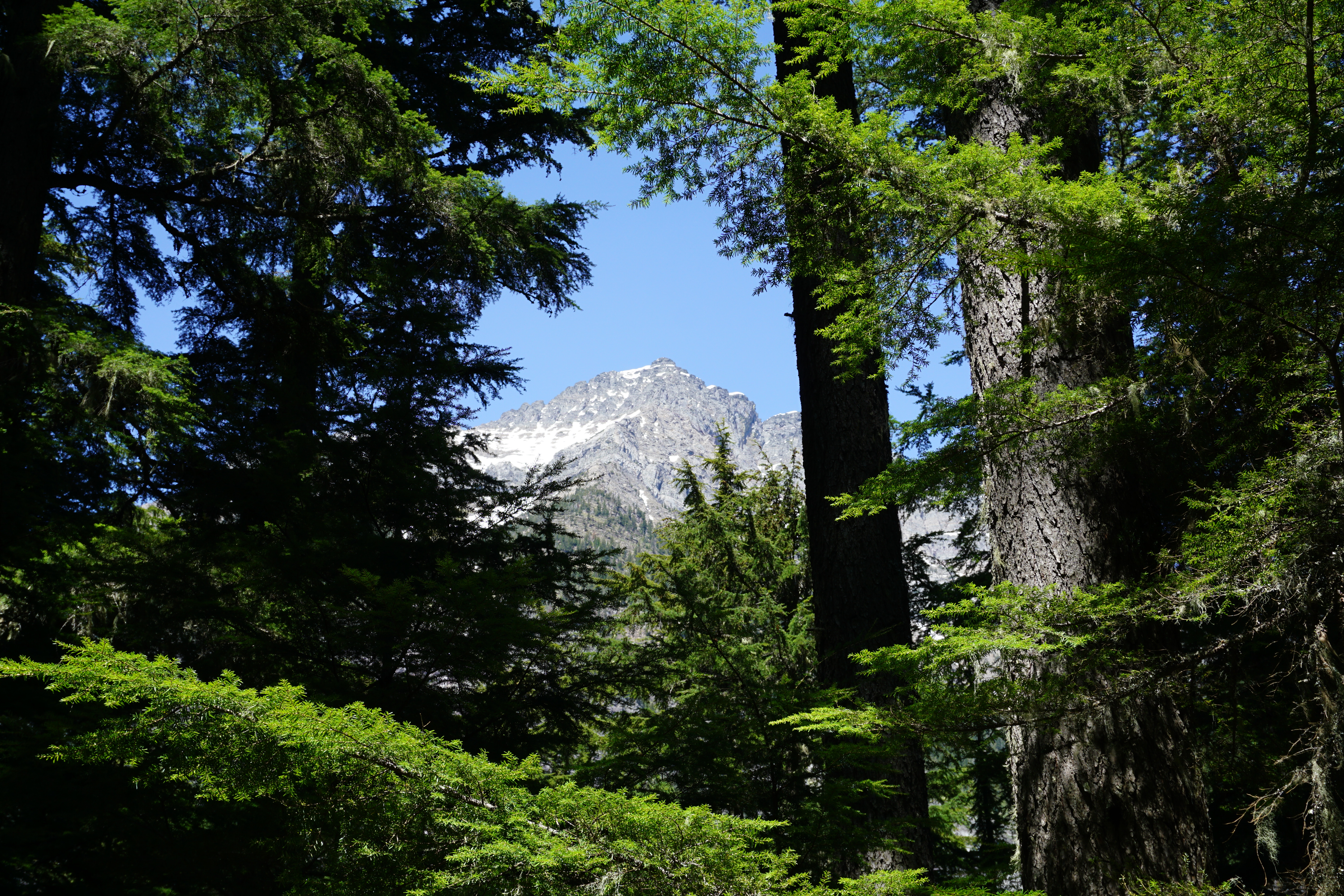 Avalanche trail mountain pic through trees