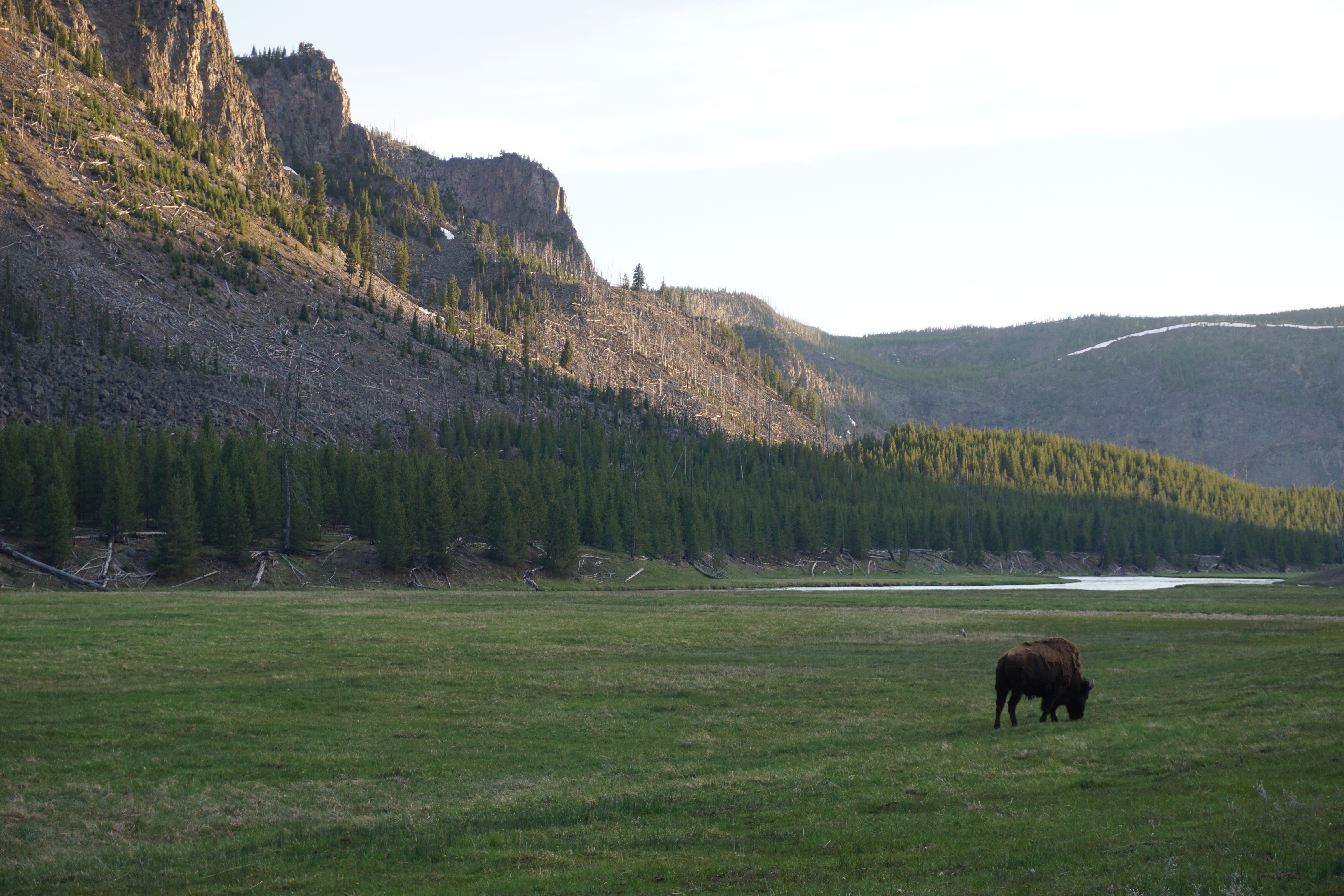 Bison and sun hitting cliffs Yellowstone NP