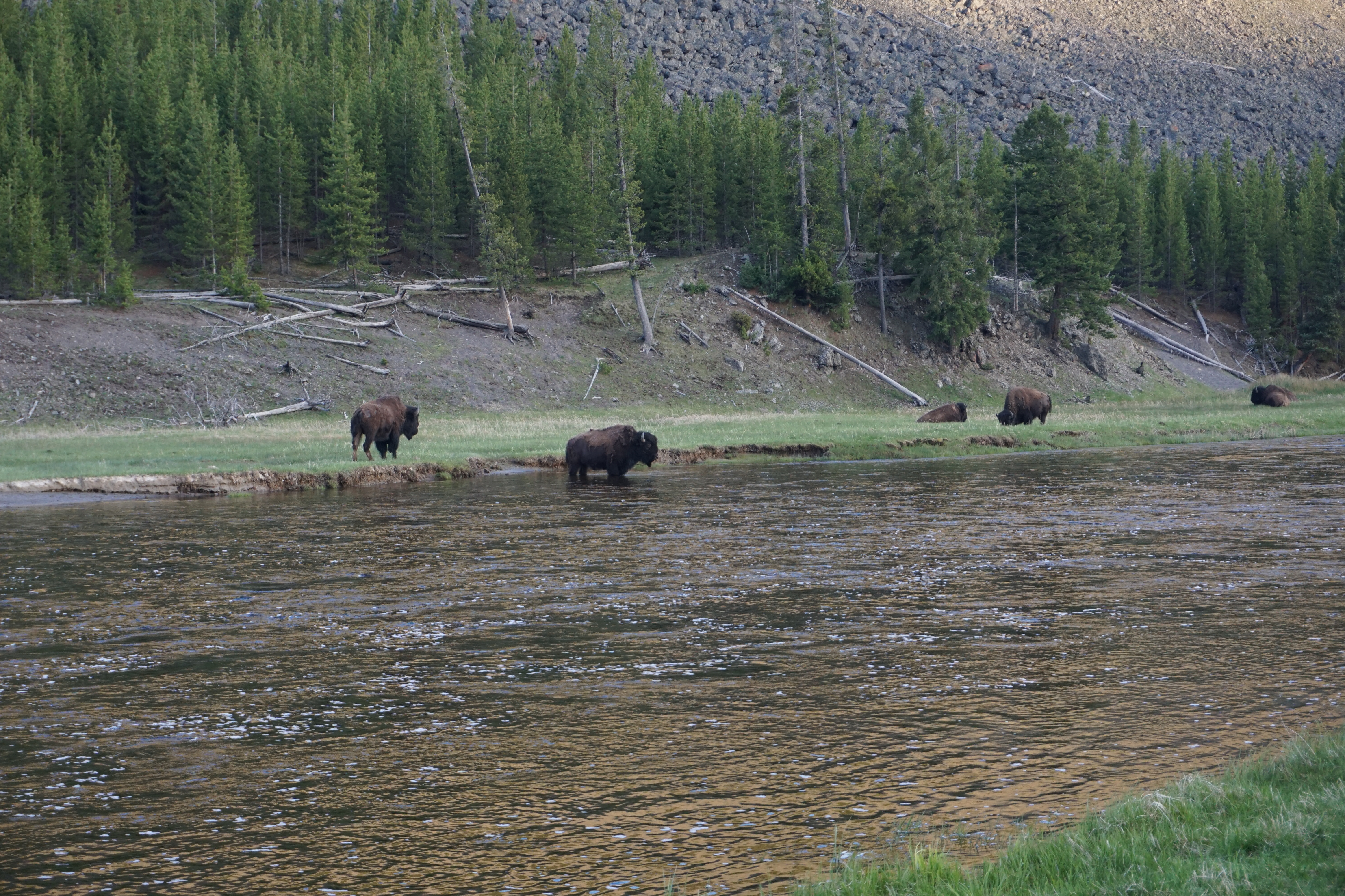 Bison in Water Yellowstone NP