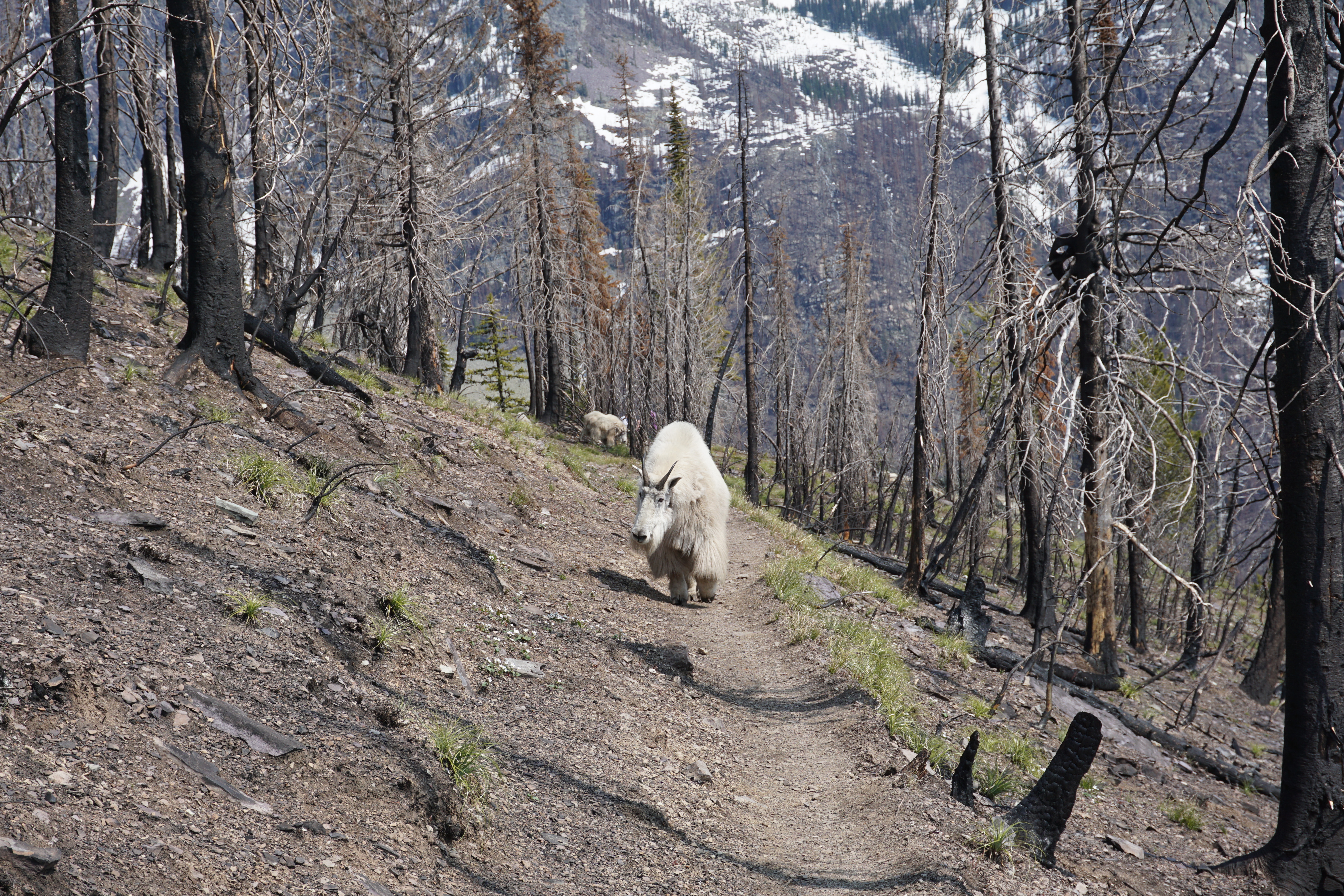 Mountain Goat on Mt Brown trail