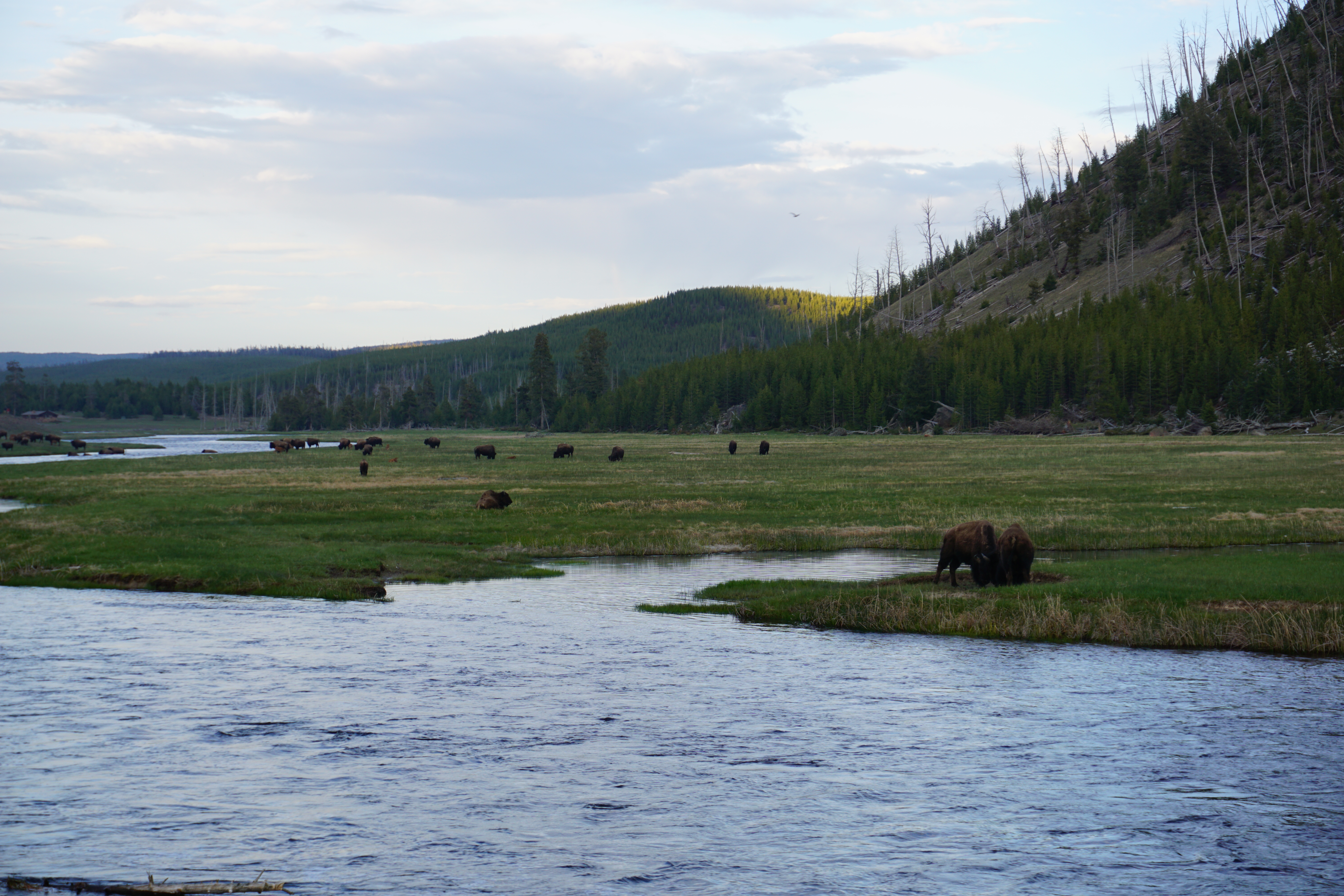 Multiple Bison Yellowstone NP