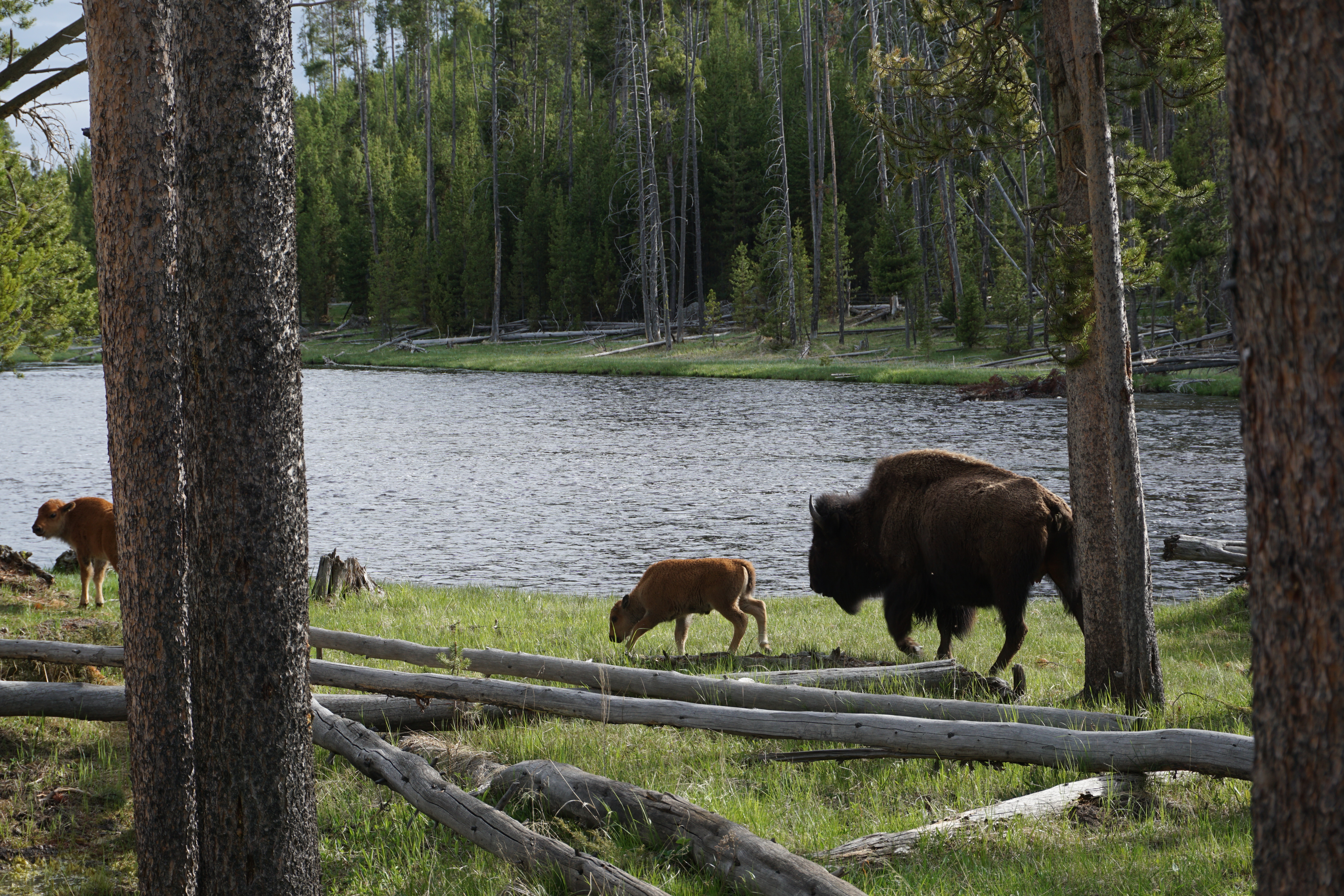 Baby bison in Yellowstone NP