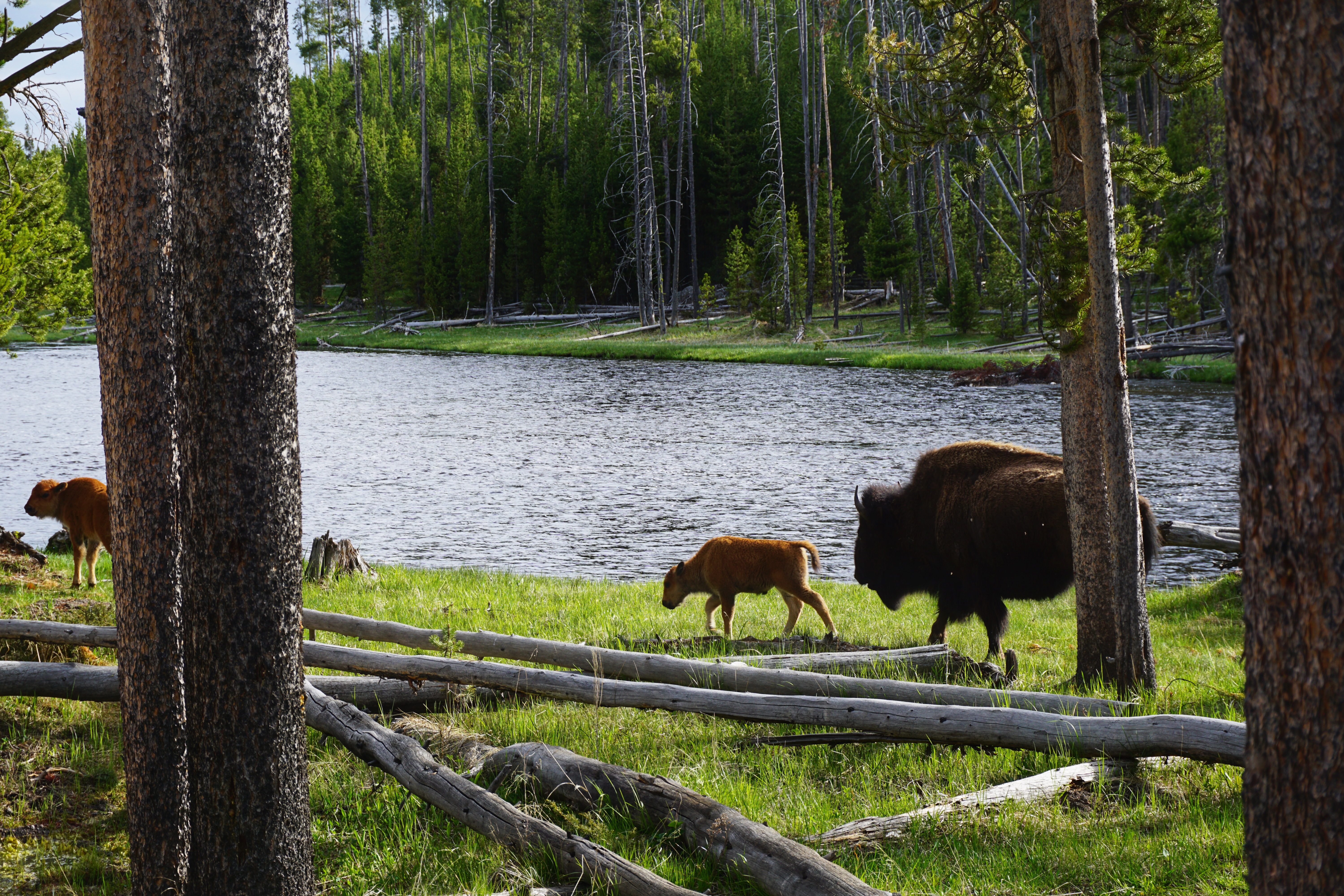Bison and baby bison in Yellowstone