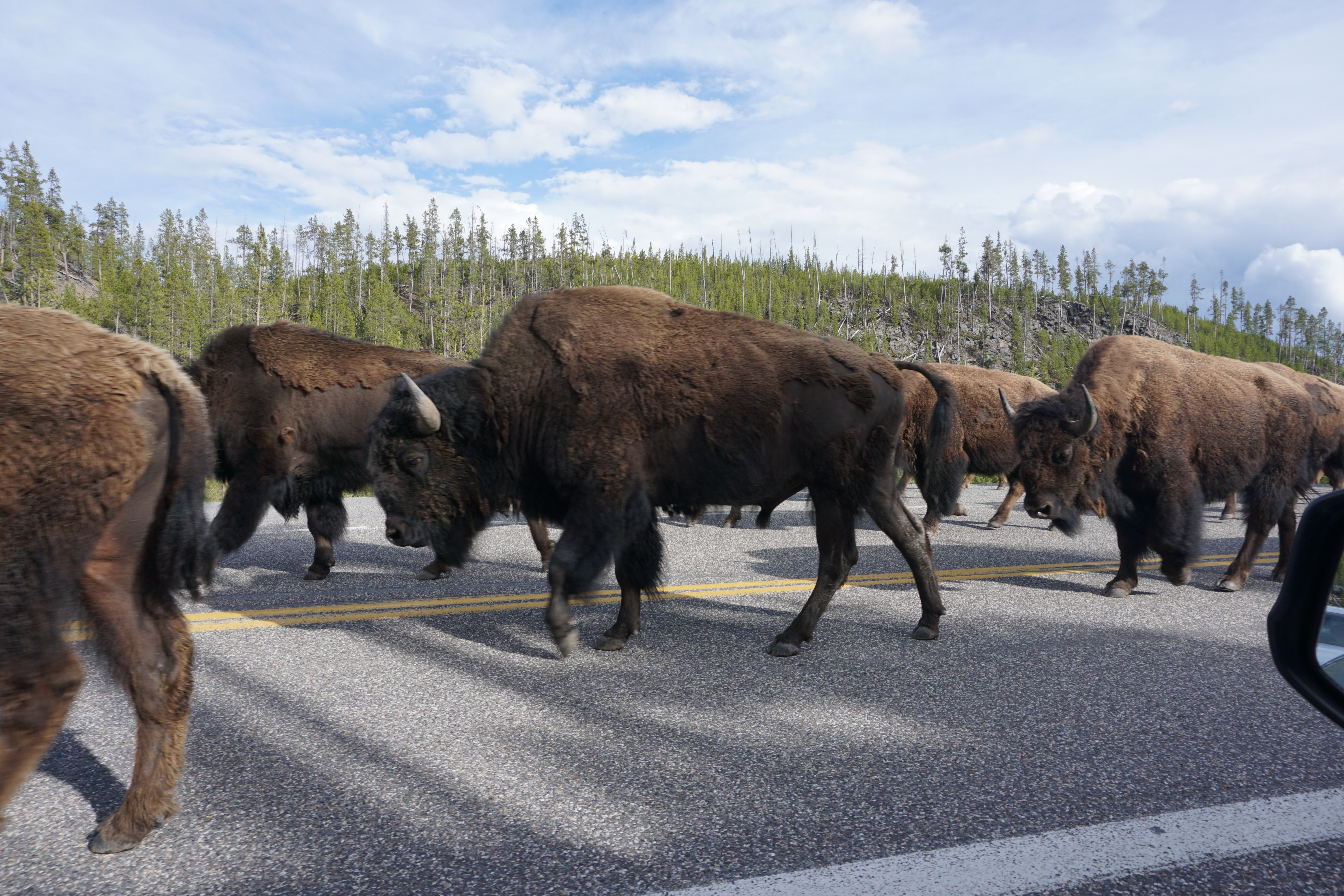 Bison Traffic Jam Yellowstone NP