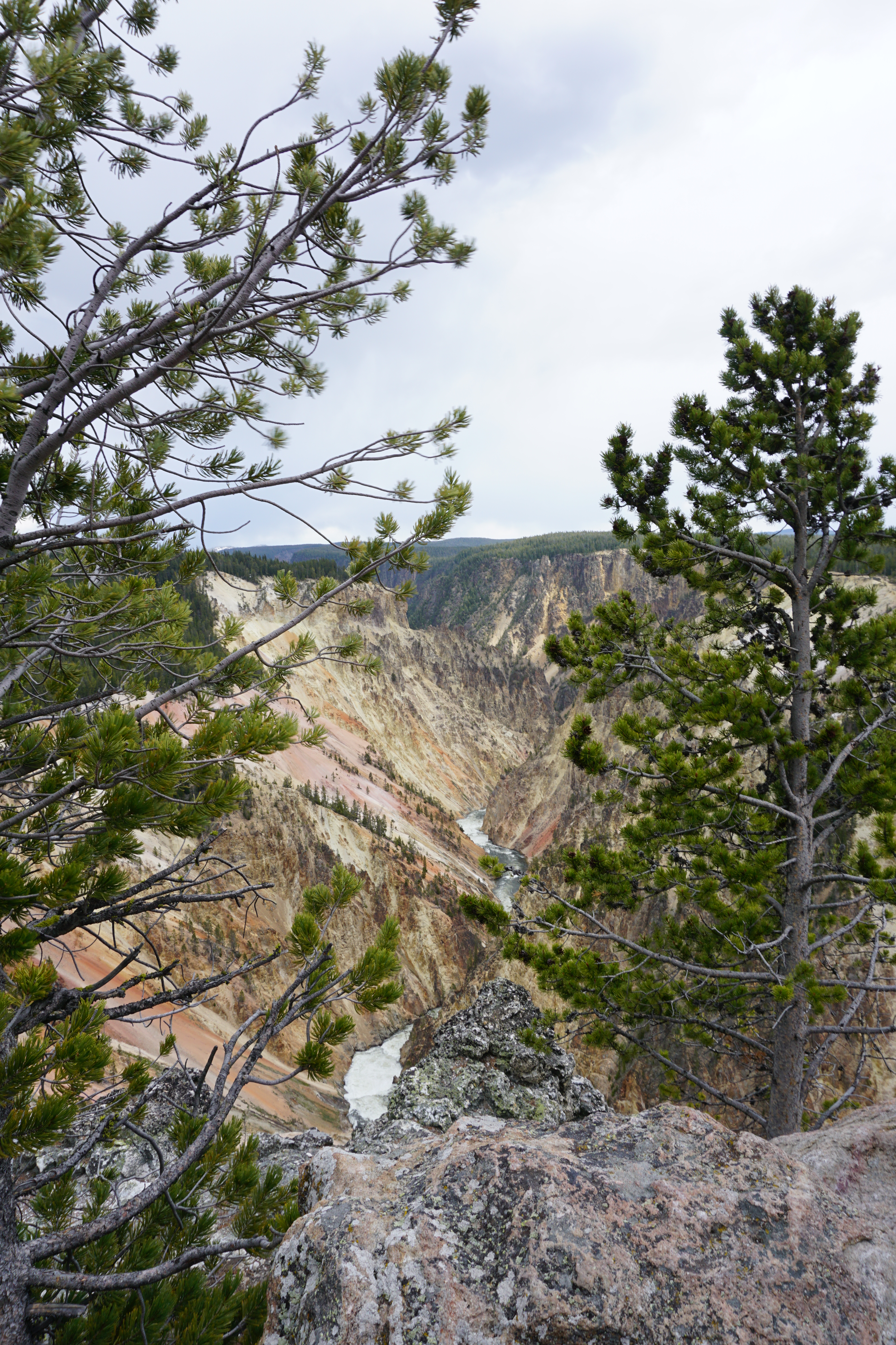 Grand Canyon of Yellowstone with trees