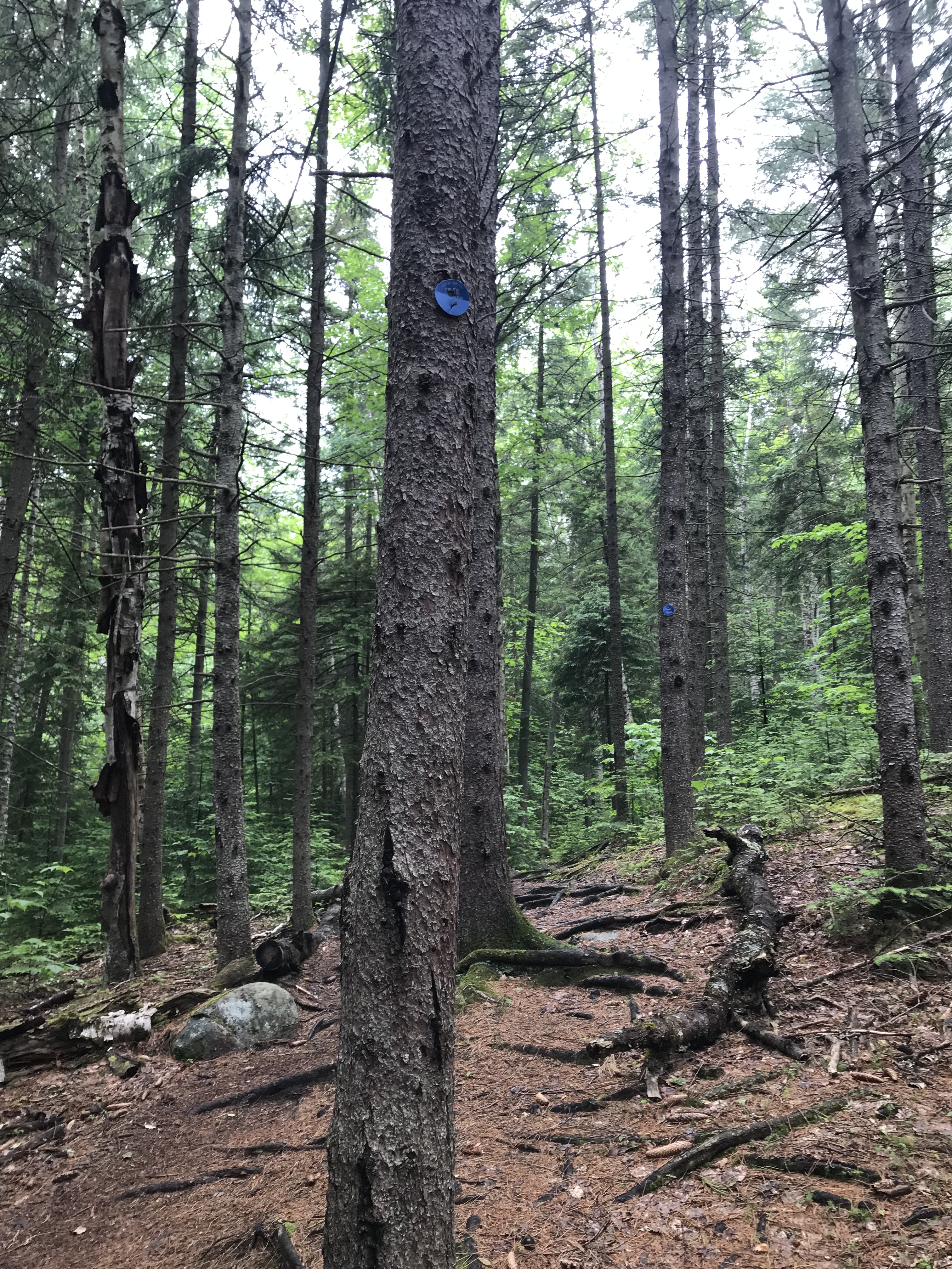 Haystack Saranac Blue Trail Marker