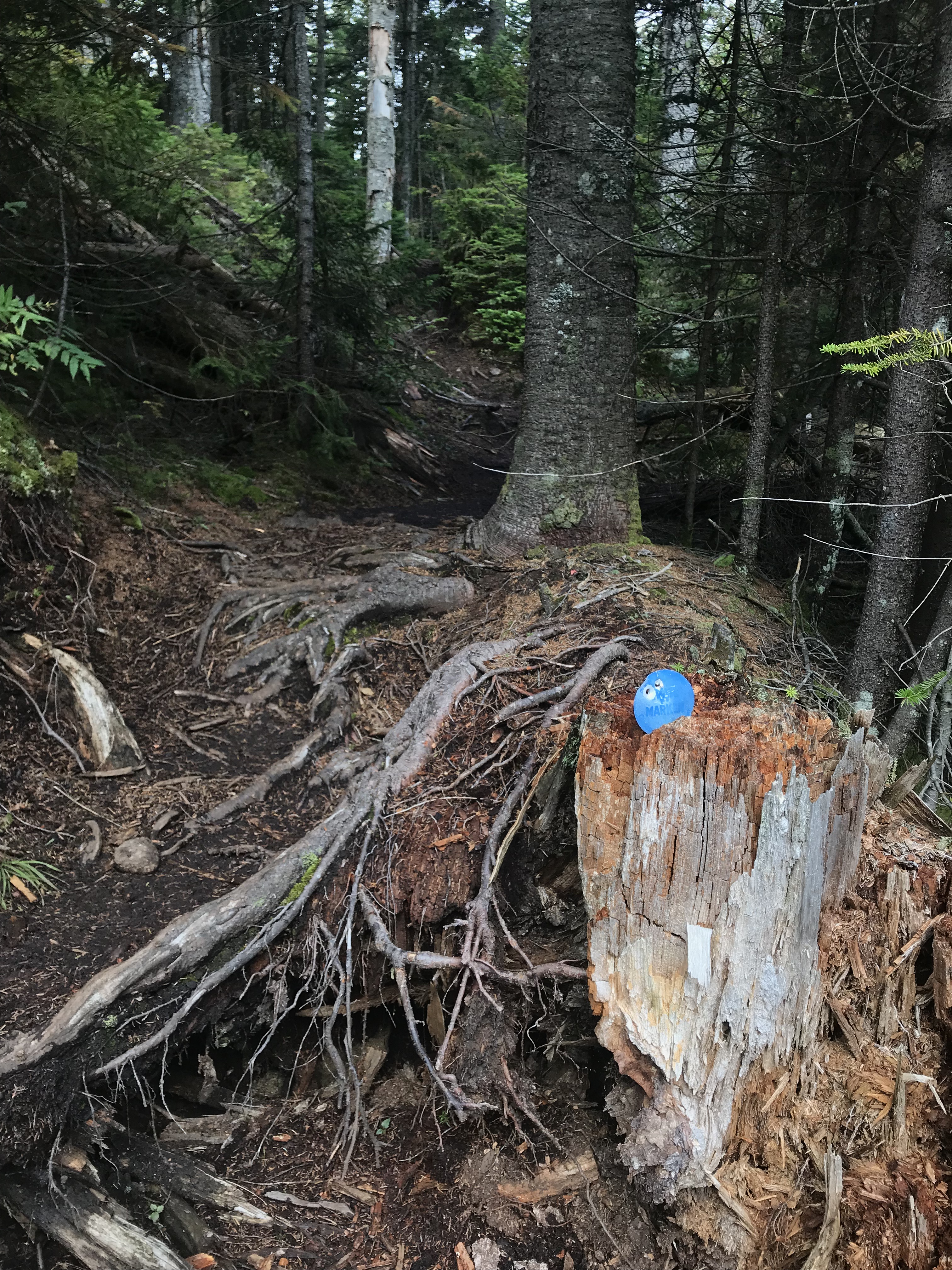 Blue marker in stump