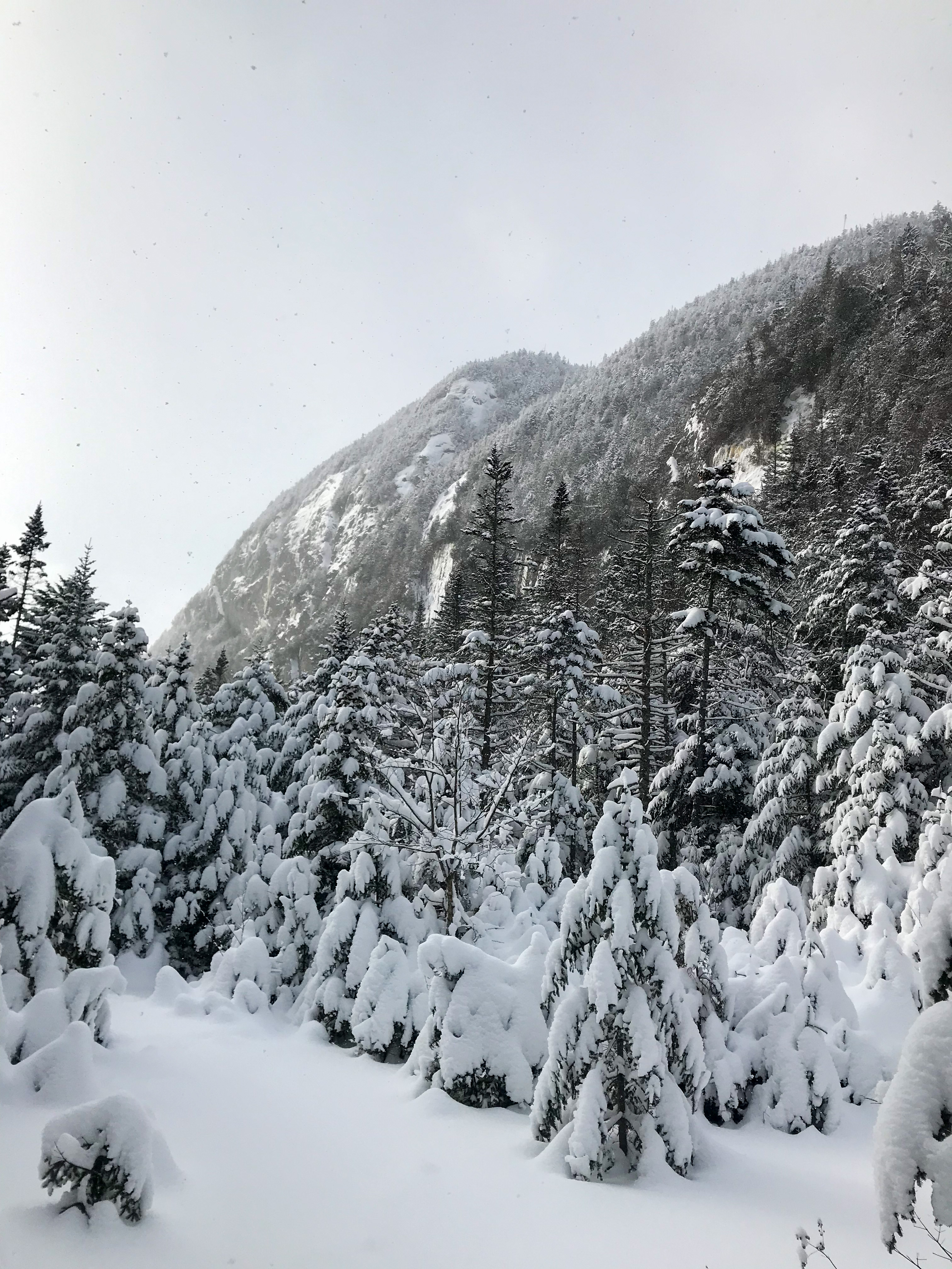 Snowy Trees Before Avalanche Lake