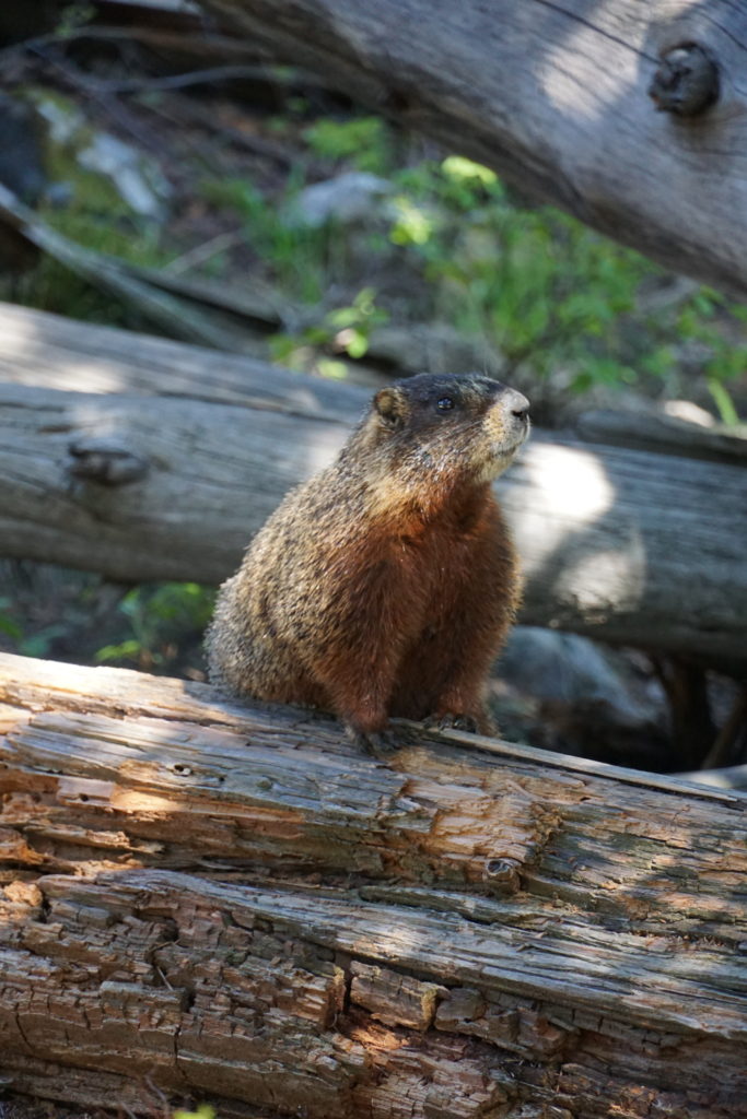 Marmot standing on log on hike to Delta Lake