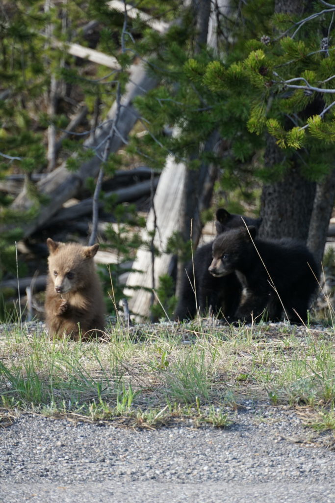 Three Bear Cubs Outside Yellowstone National Park