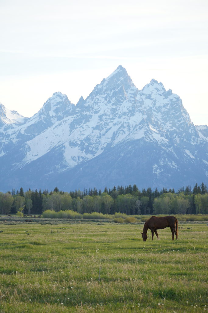 Single Horse in Front of the Grand Teton Mountains in Grand Teton National Park