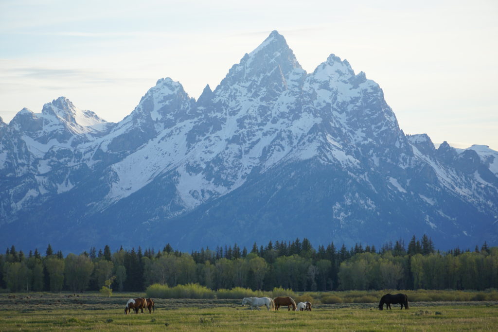 Horses in Front of The Grand Teton Mountains
