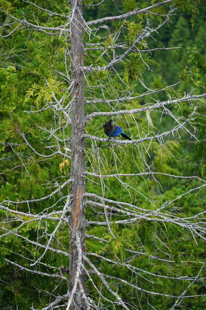 Blue bird sitting in tree on Mount Storm King hike