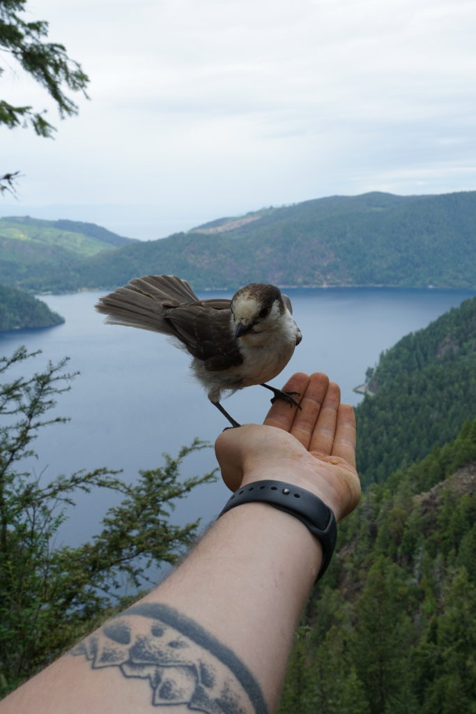 Gray Jay landing on my hand while hiking on the Mount Storm King Trail