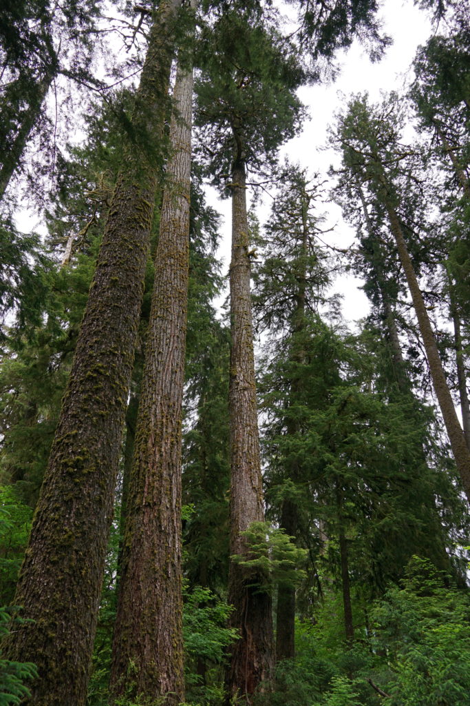 Very tall trees in the Hoh Rainforest in Olympic National Park