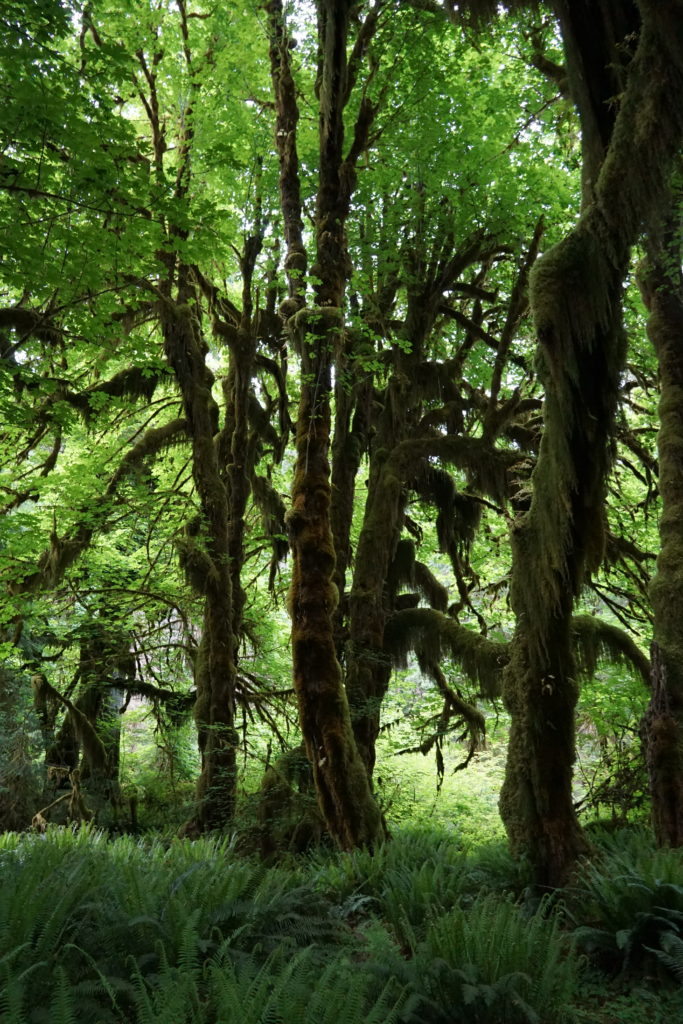 Green mossy trees in the Hoh Rainforest in Olympic National Park